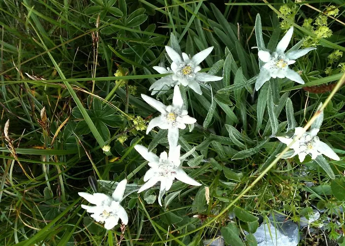 Berghaus Baregg Gasthof