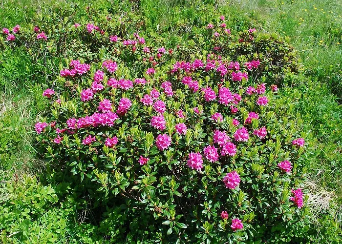 Locanda Berghaus Baregg *