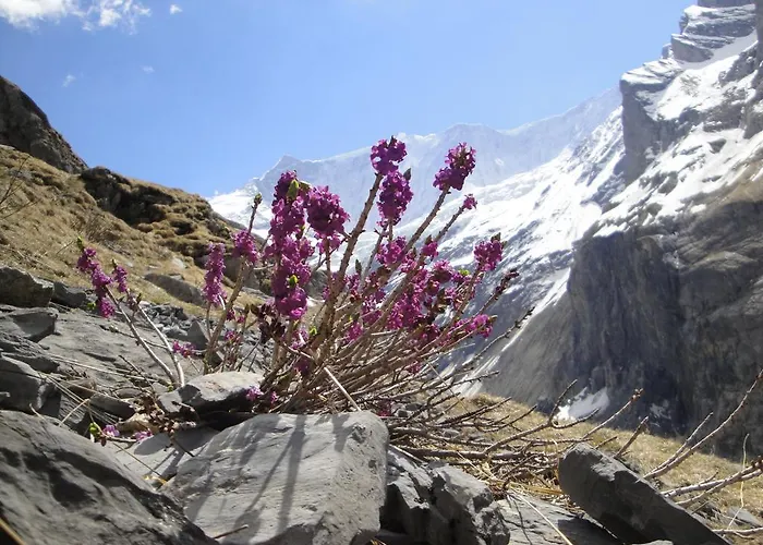 Berghaus Baregg Grindelwald