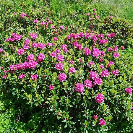 Locanda Berghaus Baregg *